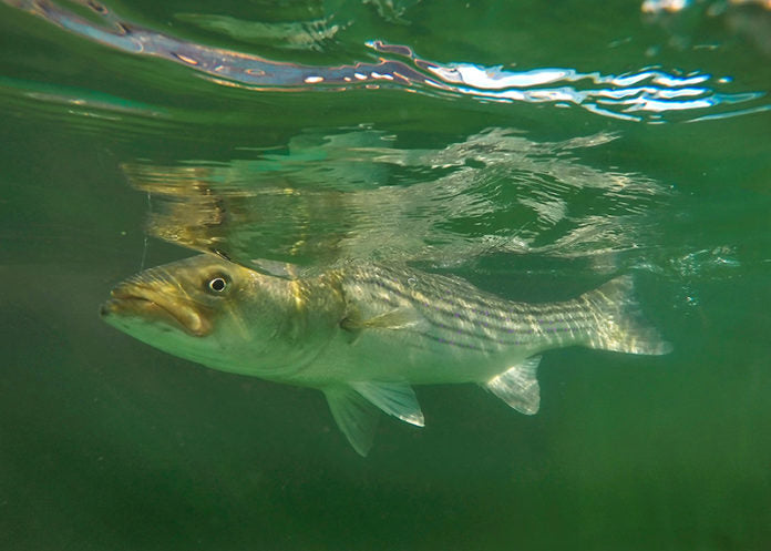 When do Stripers Arrive in Maine?